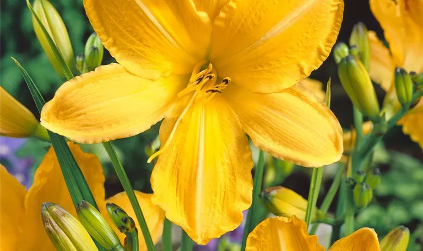 Hemerocallis 'Cartwheels'