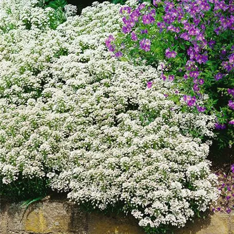 Immergrüne Schleifenblume 'Zwergschneeflocke'