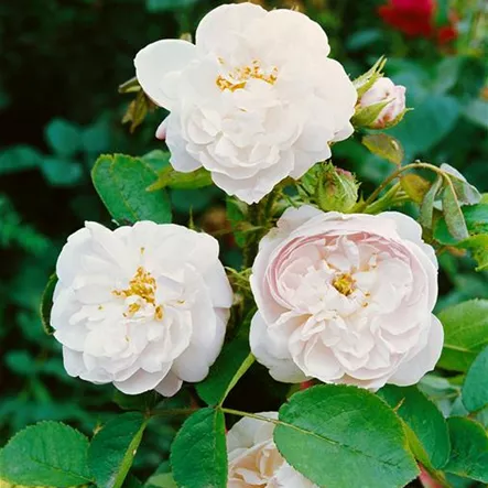 Rosa alba Rosa alba