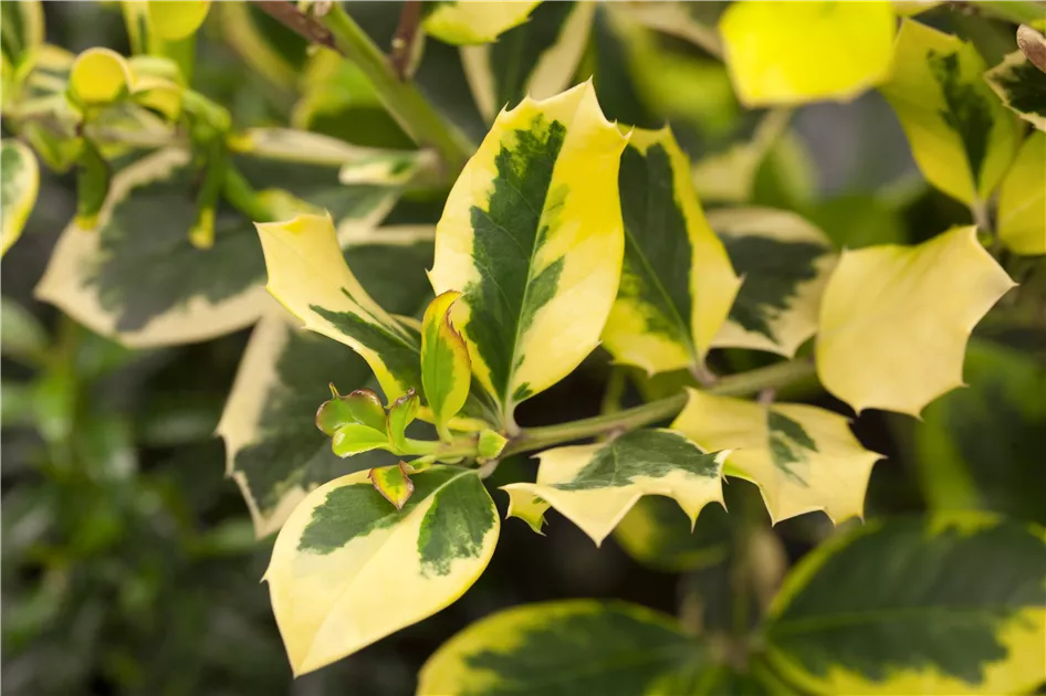 Gelbbunte Stechpalme 'Golden King' Pflanze, Pflege & Tipps  Floragard