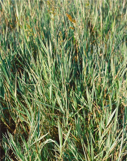 euphorbia erythrea variegata Euphorbia ammak 'Variegata' – The Madd Potter main image 1