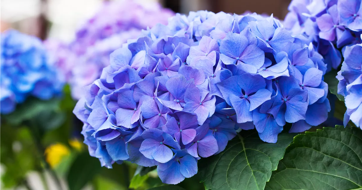 Gartenhortensie 'Early Blue'(s) Pflanze, Pflege & Tipps  Floragard