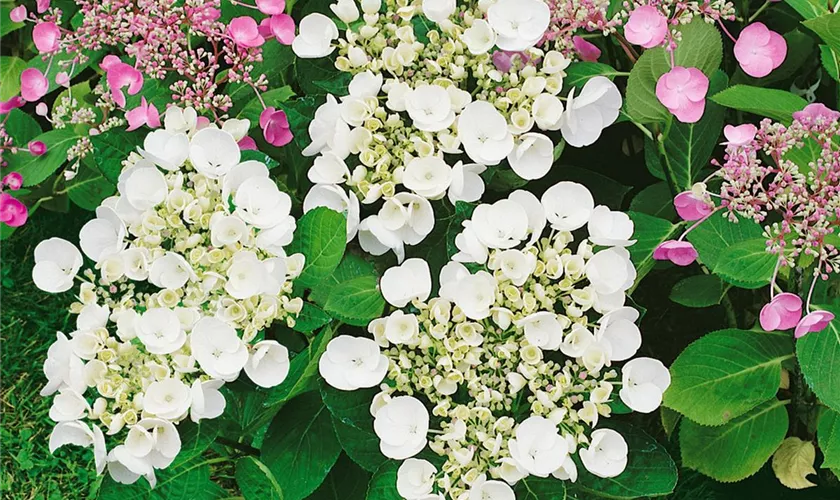 Tellerhortensie