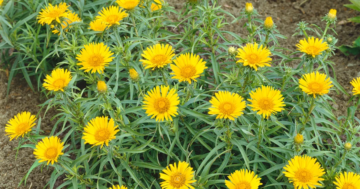 Inula ensifolia Pflanze, Pflege & Tipps Floragard