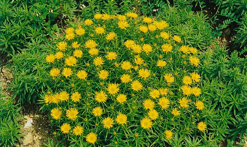 Schwertblättriger Garten-Alant 'Compacta'
