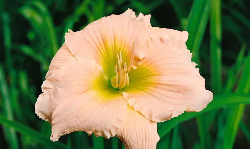 Hemerocallis 'Double Entendre'