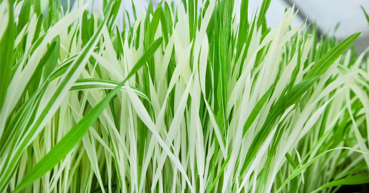 Gerste Pflanze, Pflege & Tipps  Floragard