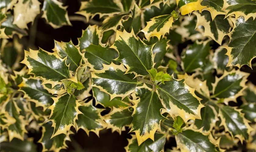 Stechpalme 'Madame Briot'