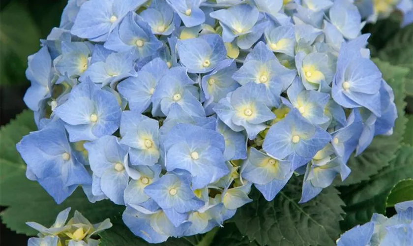 Hydrangea macrophylla 'Gertrud Glahn'