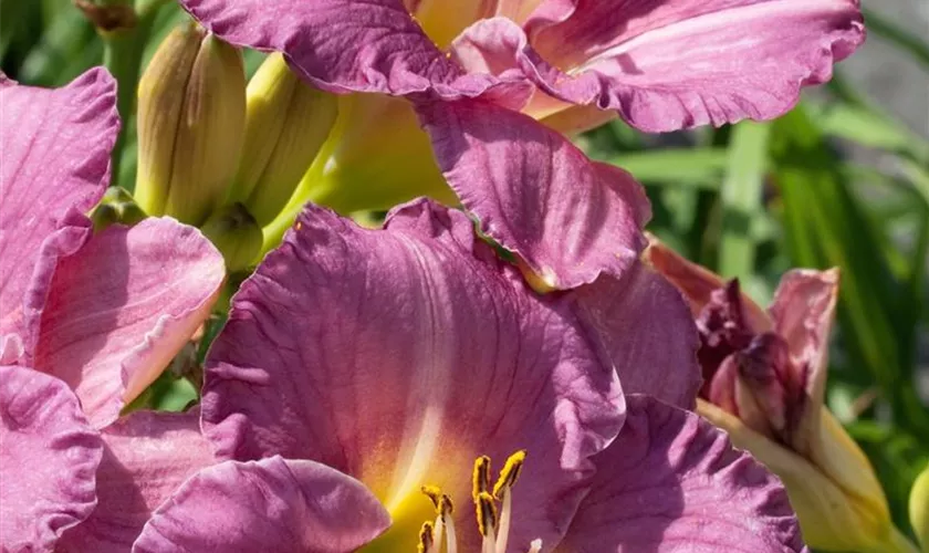 Hemerocallis 'Entrapment'