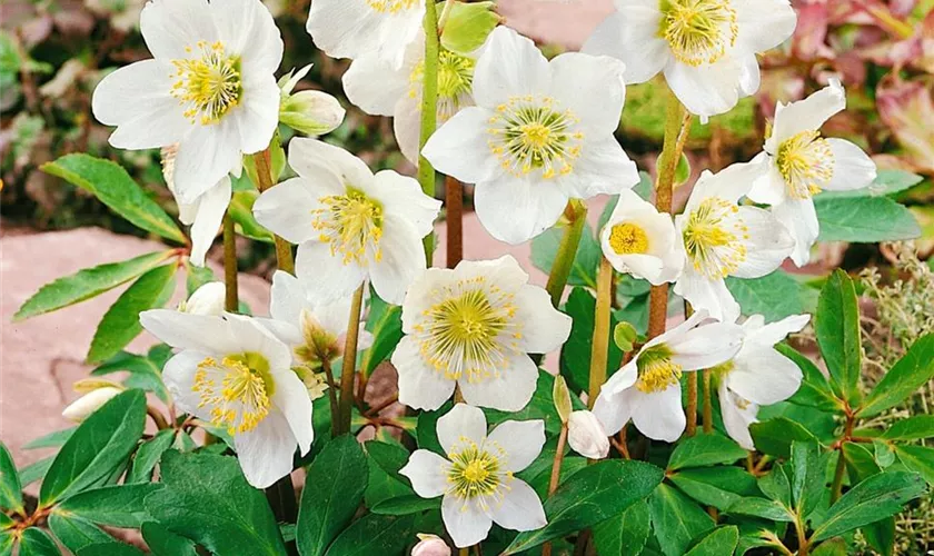 Helleborus niger 'Christmas Darling'