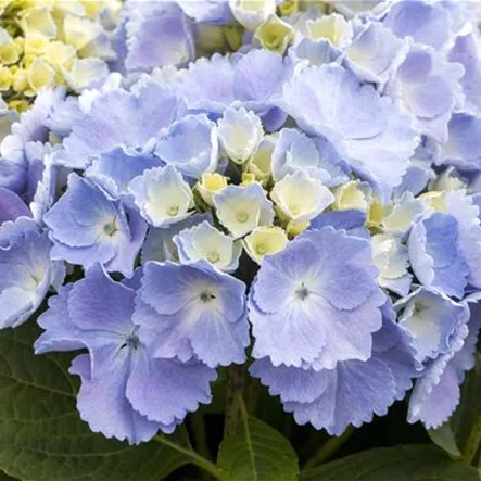 Bauernhortensie Hovaria® 'Homigo'
