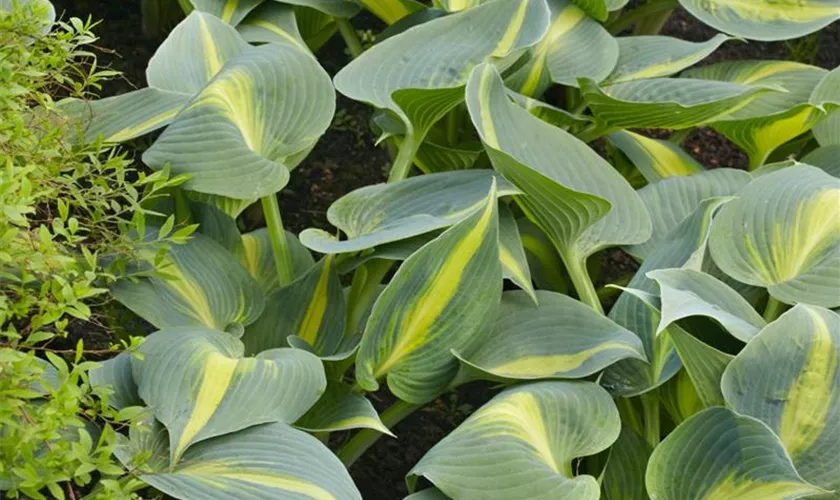 Hosta 'Catherine'