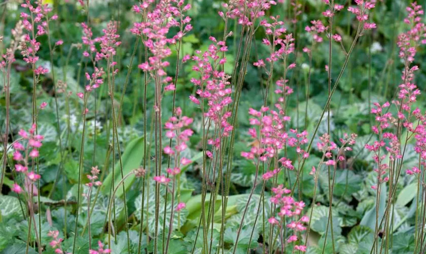 Heuchera x brizoides 'Gracillima'