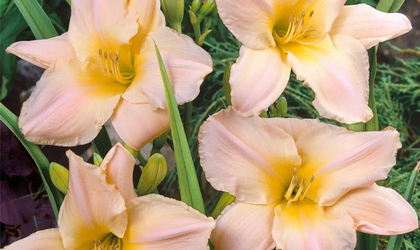 Hemerocallis 'Gentle Shepherd'