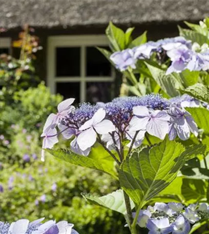 Pflanzpartner für Hortensien – Ideen für den Garten