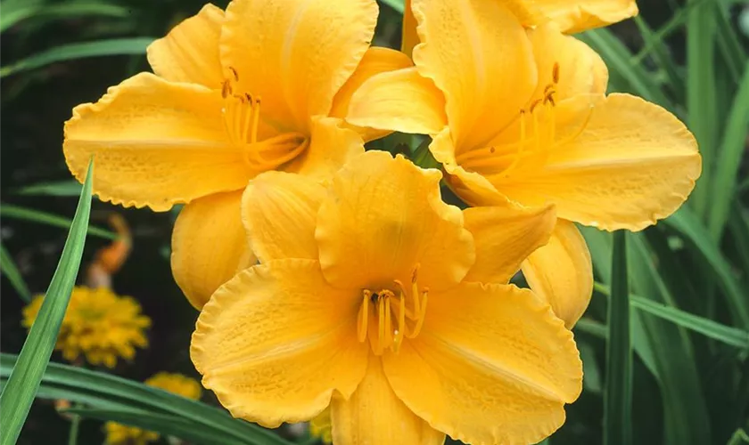 Hemerocallis 'Jo-Jo'