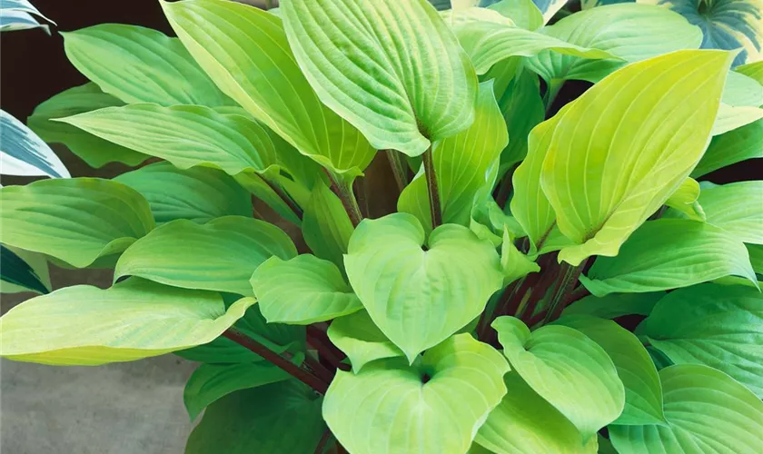 Hosta 'Fire Island'