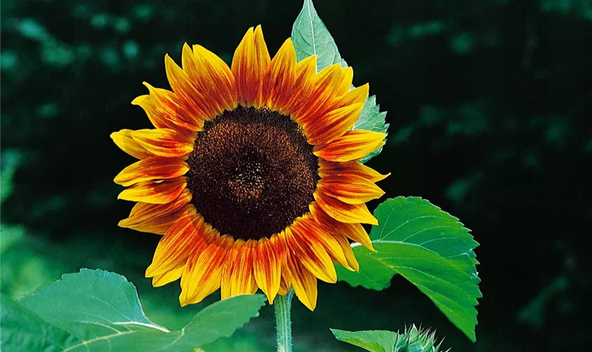 Sonnenblume 'Floristan'