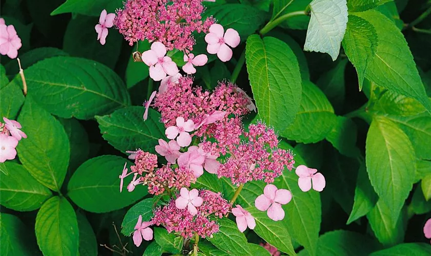 Gartenhortensie 'Blackberry Pie'