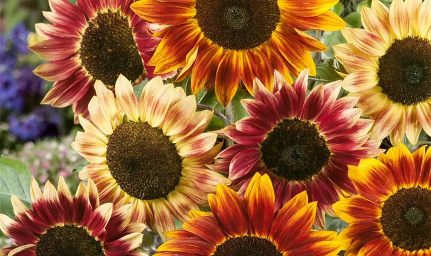 Sonnenblume 'Harlequin F1'