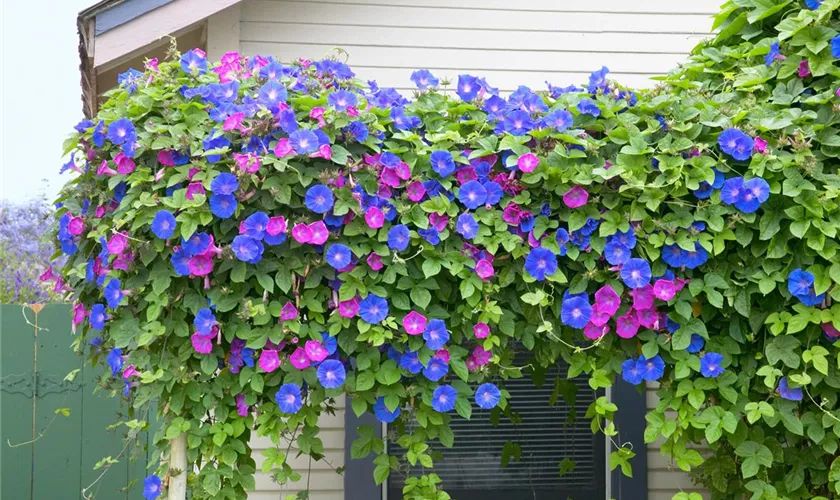 Ipomoea purpurea