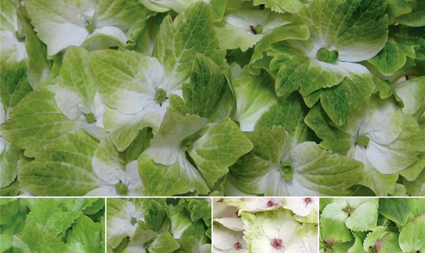 Hydrangea macrophylla 'Magical Noblesse'®