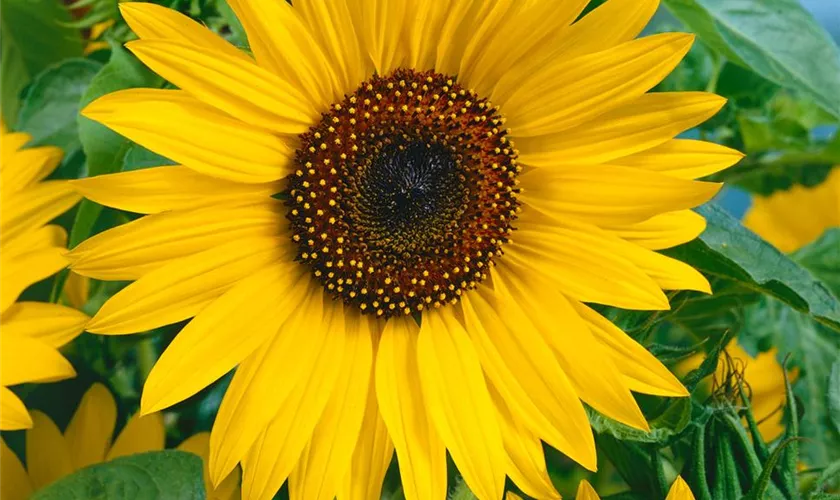 Sonnenblume 'Junior F1'