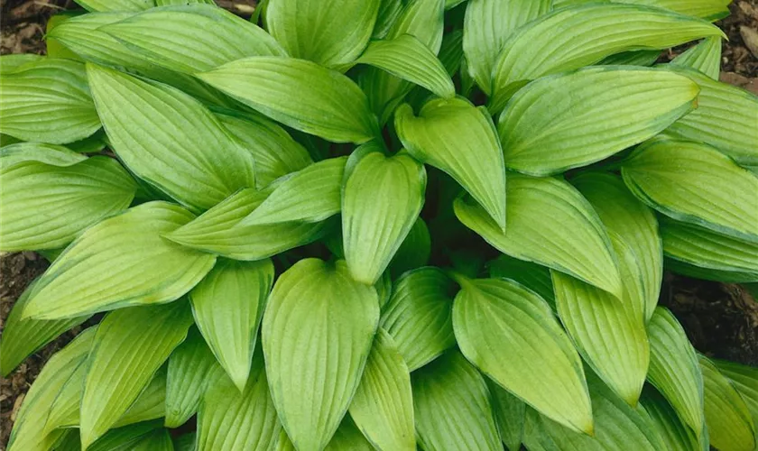 Hosta 'Grünschnabel'