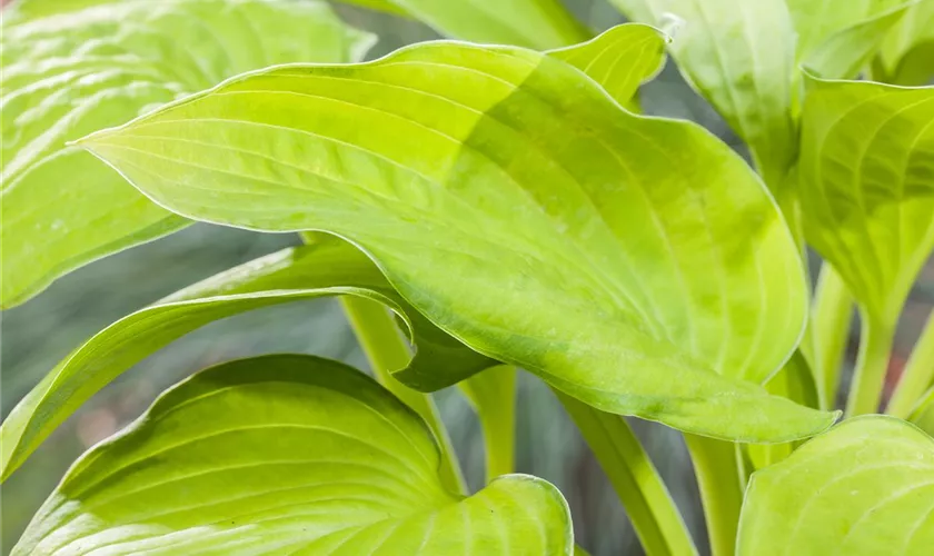 Hosta 'Inniswood'