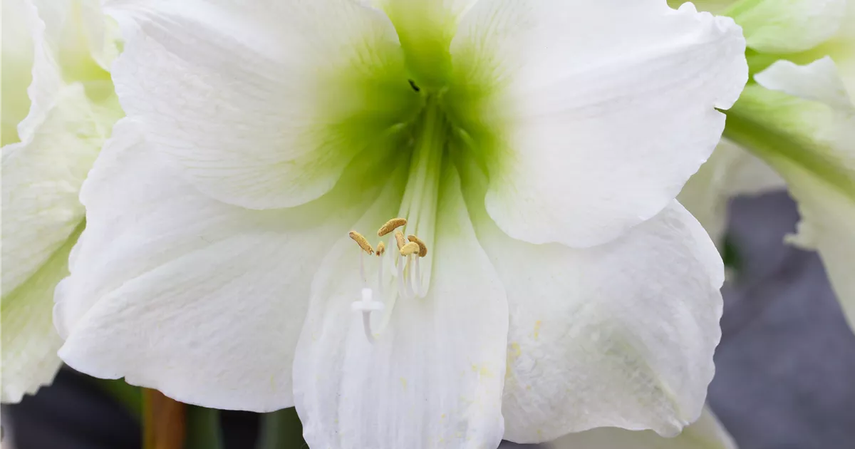 Hippeastrum 'Denver' Pflanze, Pflege & Tipps  Floragard