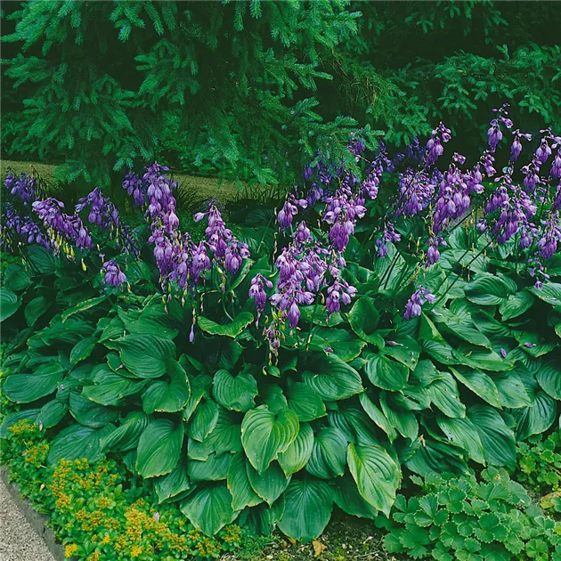Duftende Lilien-Funkie Pflanze, Pflege & Tipps  Floragard