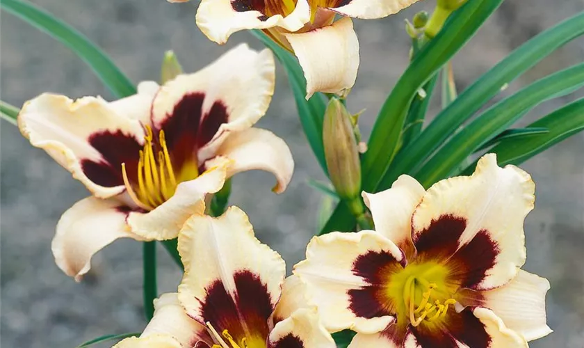 Hemerocallis 'Moonlit Masquerade'
