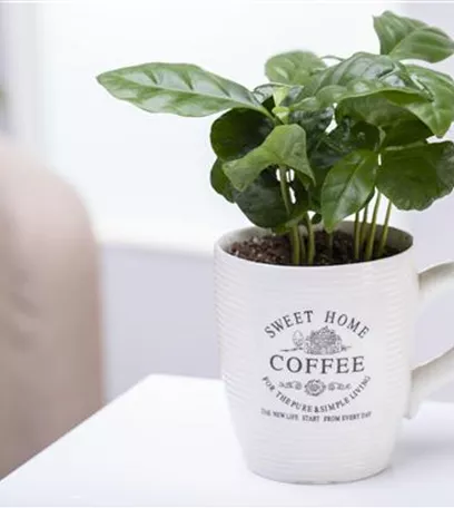 Eigener Kaffee aus dem Garten – das ist möglich