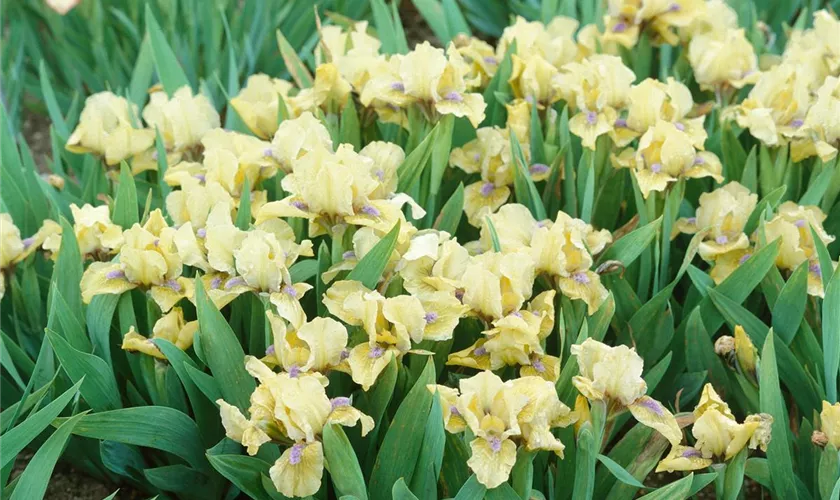 Zwergige Garten-Schwertlilie 'Aurea'