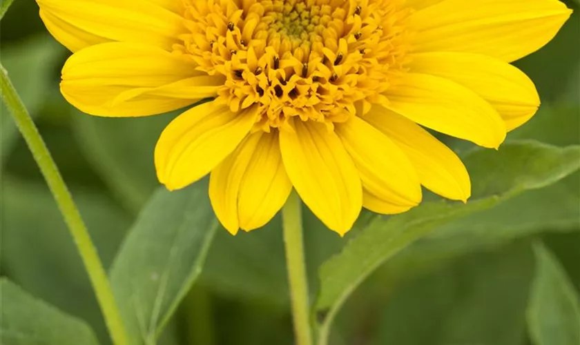 Helianthus multiflorus