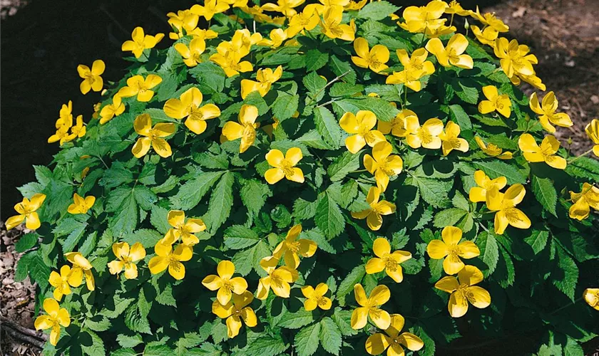Hylomecon japonicum