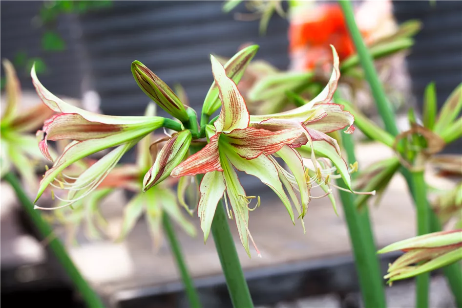 Hippeastrum 'Emerald' Pflanze, Pflege & Tipps  Floragard