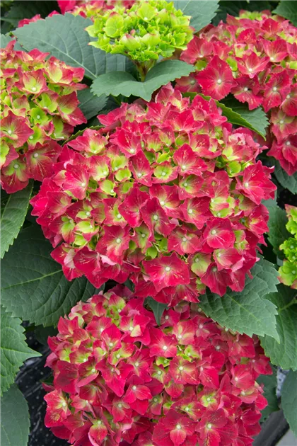 Bauernhortensie 'Royal Red' Pflanze, Pflege & Tipps  Floragard