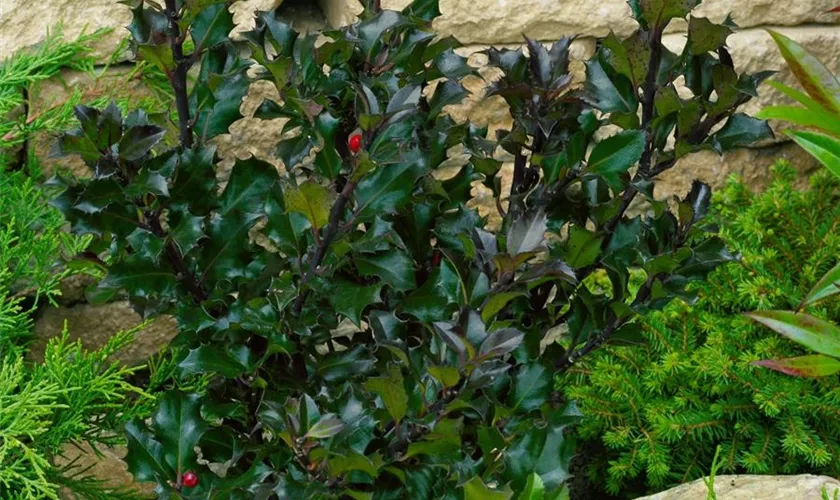Ilex meserveae 'Heckenblau'®(s)