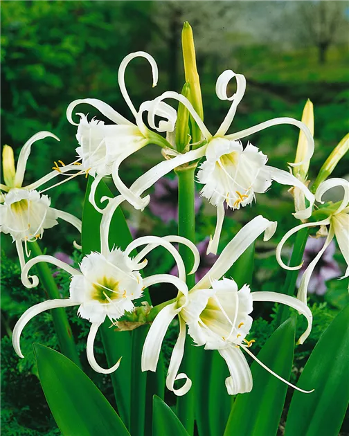 yucca variegata Yucca gloriosa variegata 90cm – toskanagartenshop