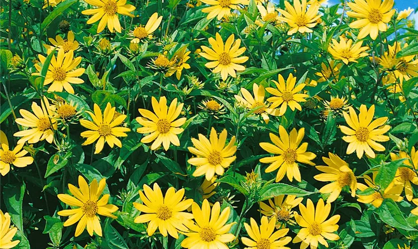Kleinblumige Garten-Sonnenblume 'Lemon Queen'
