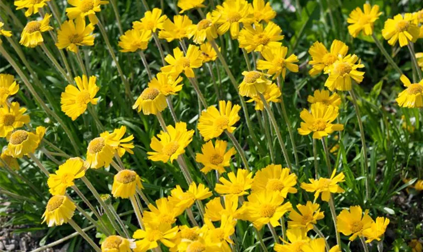 Hymenoxys scaposa 'Goldstern'