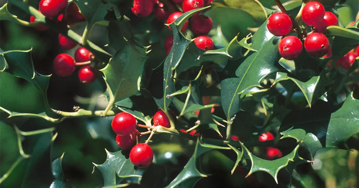 Ilex x aquipernyi 'Dragon Lady' Pflanze, Pflege & Tipps  Floragard
