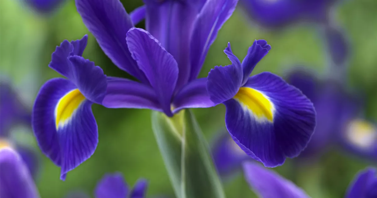 Iris x hollandica 'Blue Magic' Pflanze, Pflege & Tipps Floragard
