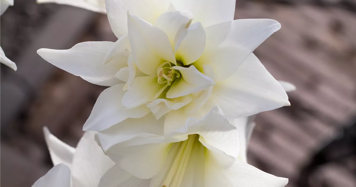 Hippeastrum 'Jewel' Pflanze, Pflege & Tipps  Floragard