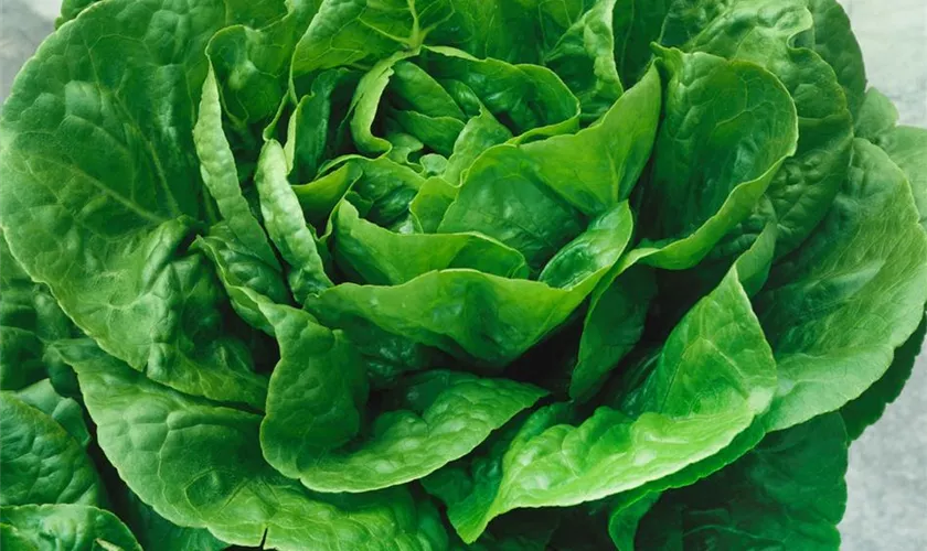 Lactuca sativa var. capitata 'Winterkönig'