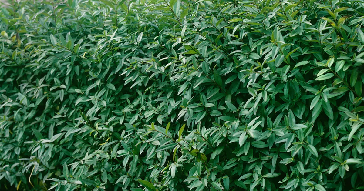 Ligustrum vulgare 'Cheyenne' Pflanze, Pflege & Tipps  Floragard