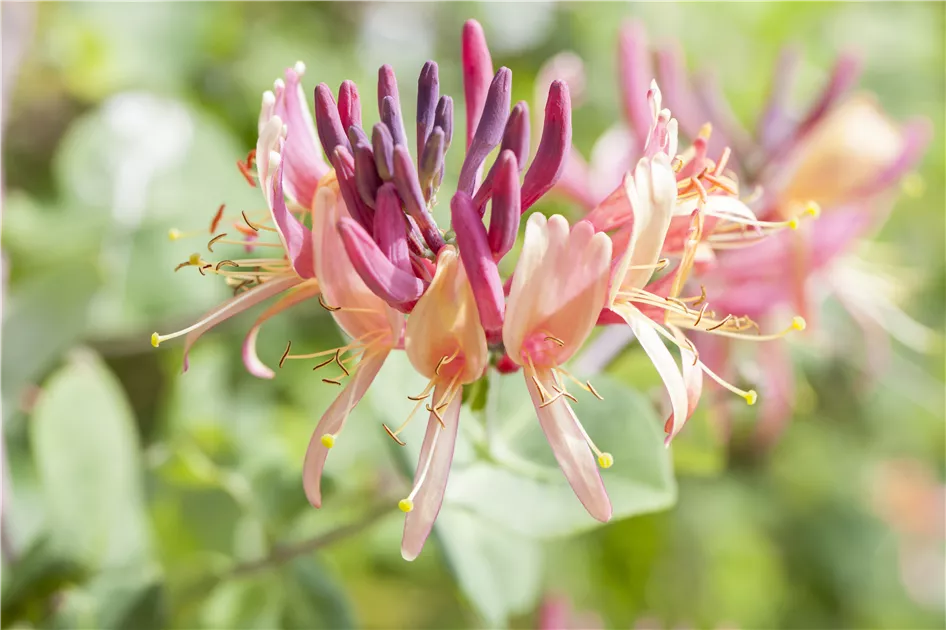 Wald-Geisschlinge 'Serotina' Pflanze, Pflege & Tipps  Floragard