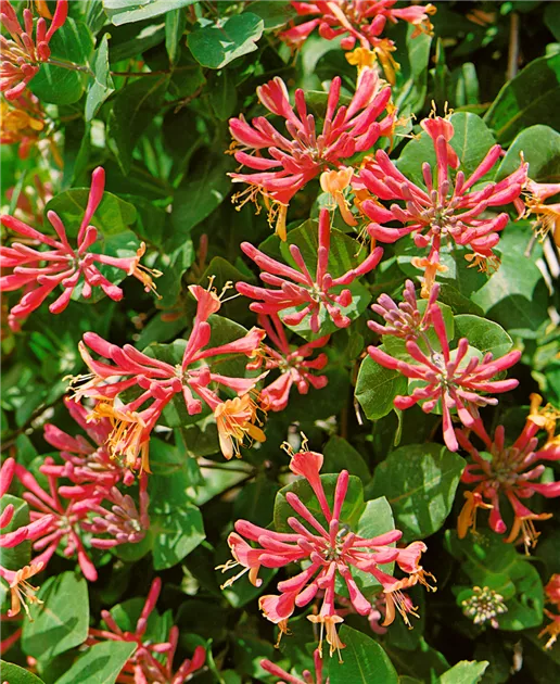 Wald-Geisschlinge 'Serotina' Pflanze, Pflege & Tipps  Floragard